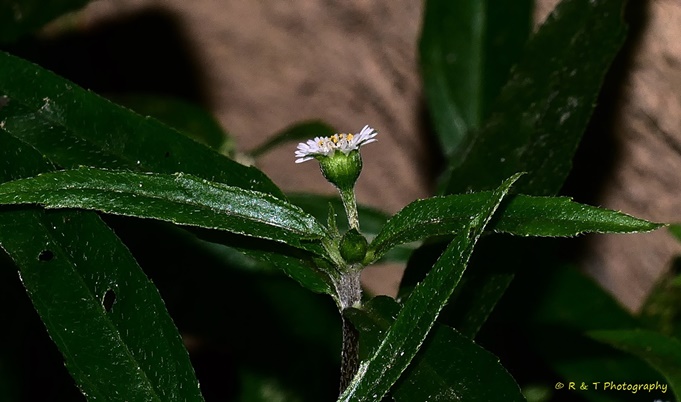 {Eclipta prostrata}